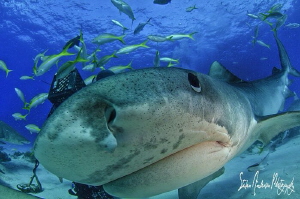 Emma the world famous Tiger Shark wondering who's behind ... by Steven Anderson 